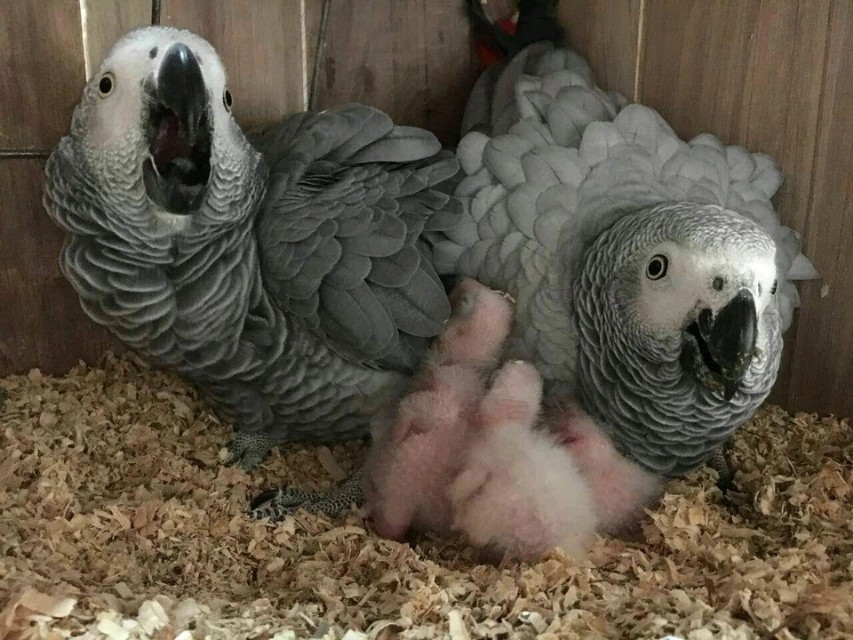 正确饲养鹦鹉的方法与技巧,鹦鹉新手饲养攻略