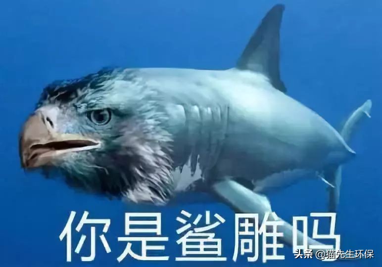 你是什么垃圾？又酸又南的2019年度热词，雨你有瓜