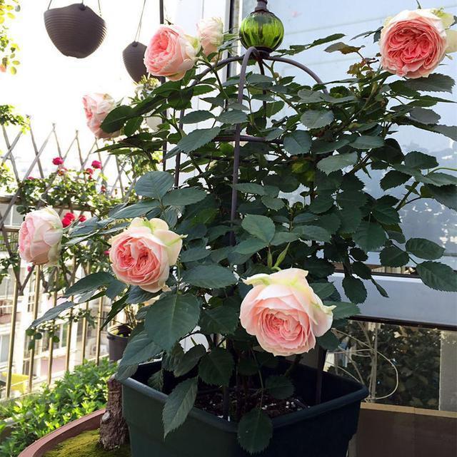 50种过期药品养花不生虫,5种过期的药养花