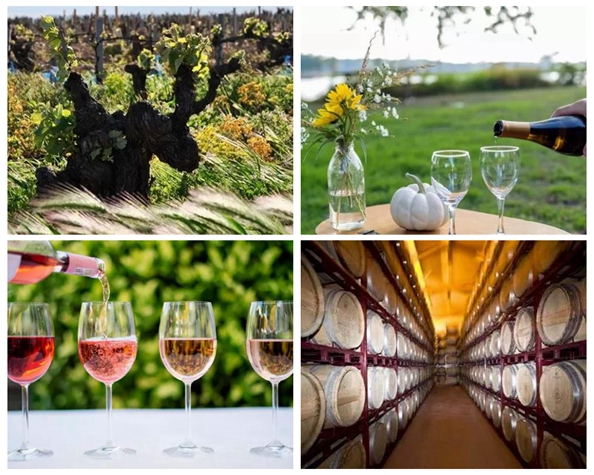 葡萄酒新旧世界的定义,葡萄酒新旧世界