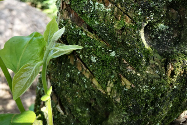 院子里的老柿子树砍掉有忌讳吗,柿子树是老枝能砍吗