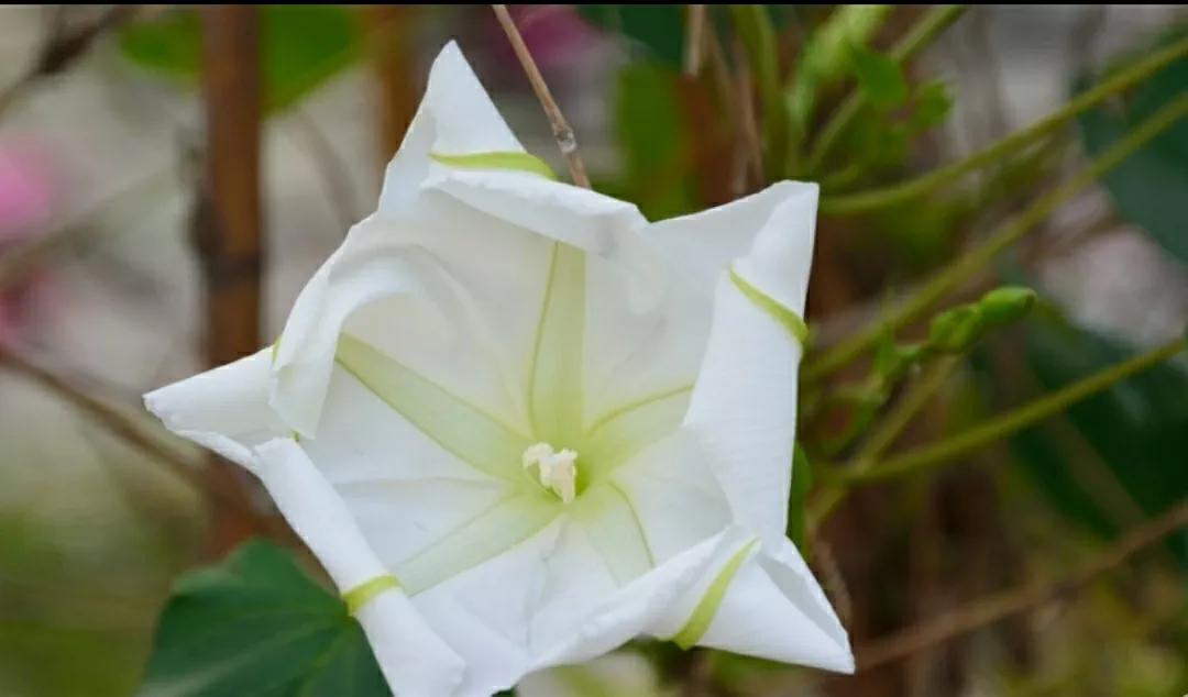 奇葩造型花：头上长草，心中有鬼，白月光。白天不开你非要晚上开