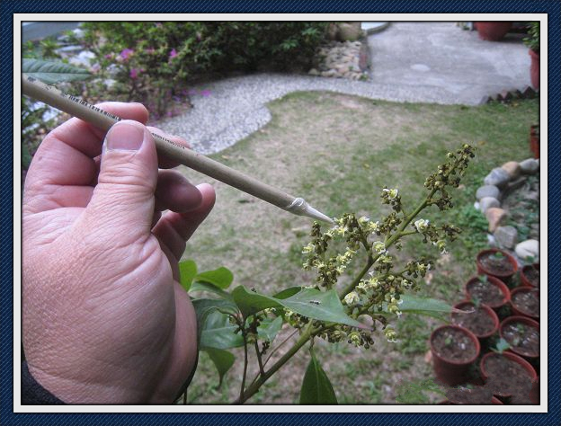 盆栽果树的管理方法,盆栽果树注意事项有哪些