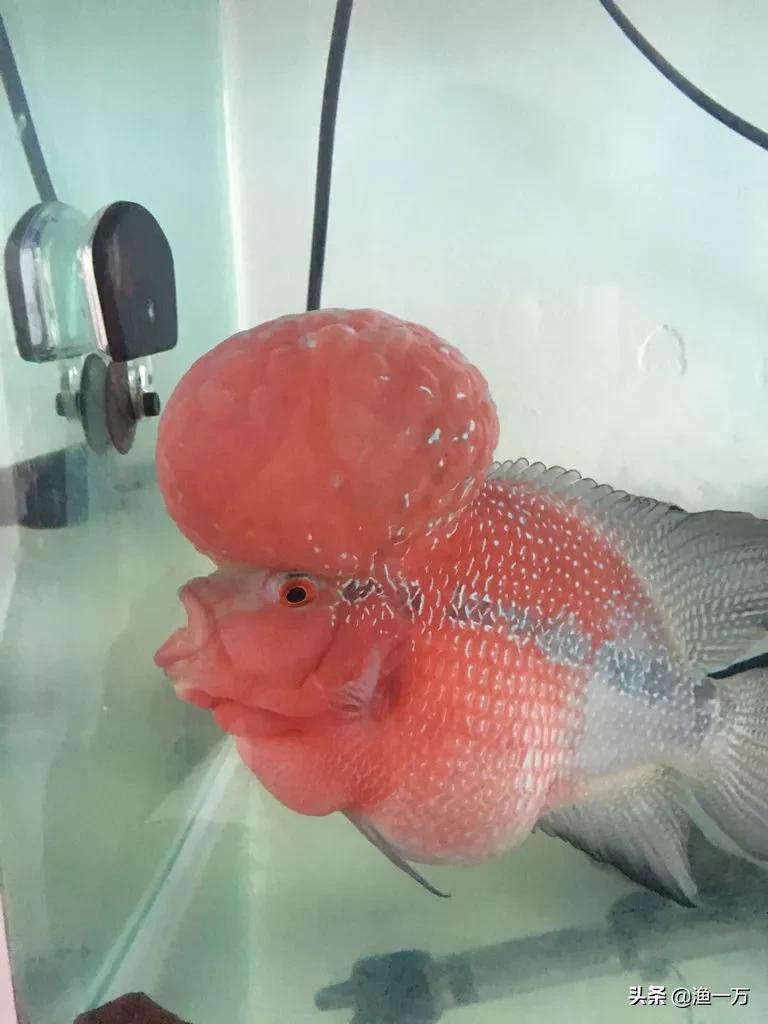 罗汉鱼肠炎好转过程图,为什么罗汉鱼忽然肠炎了