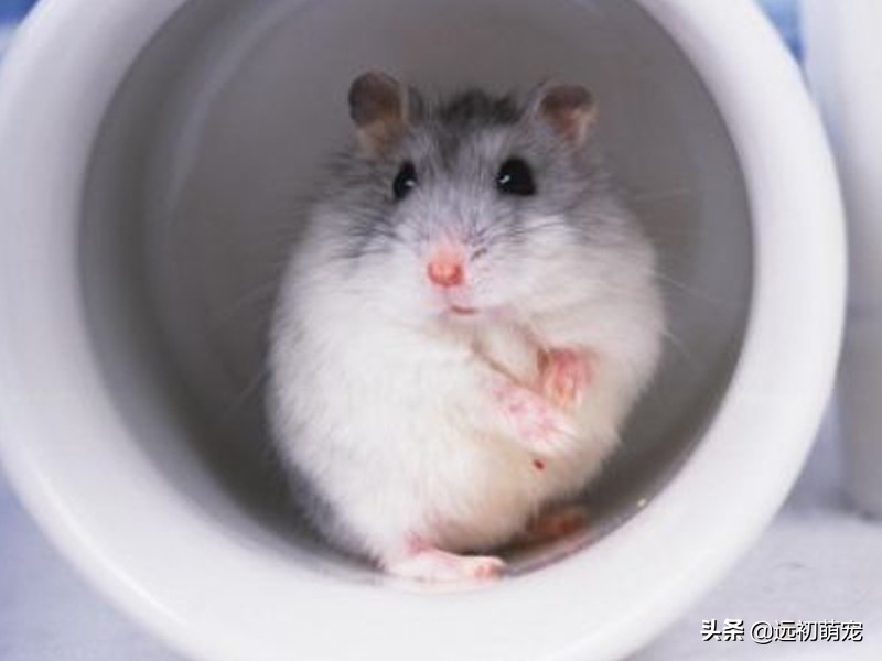 家里养仓鼠有哪几个注意事项,家里养仓鼠有什么注意事项