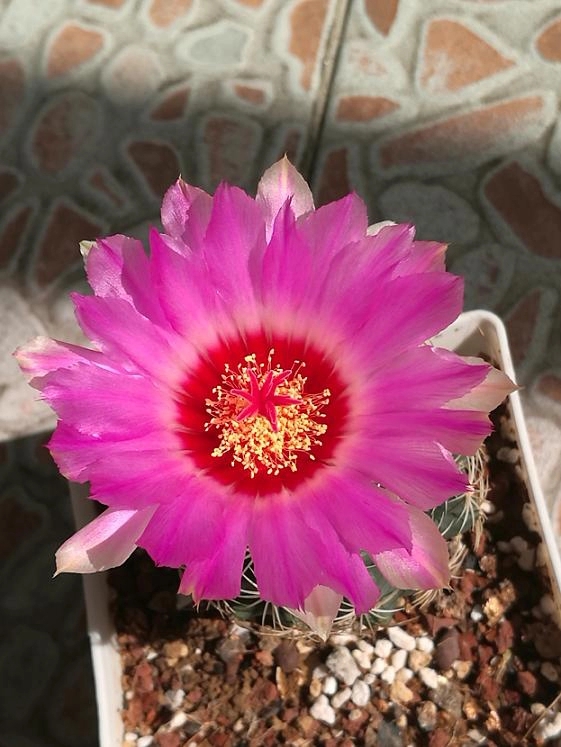 仙人球烂根怎么补救最快,仙人球烂根了怎么办