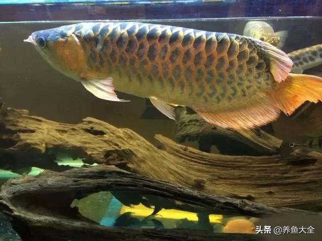 养金龙鱼过程马来西亚,马来西亚养金龙