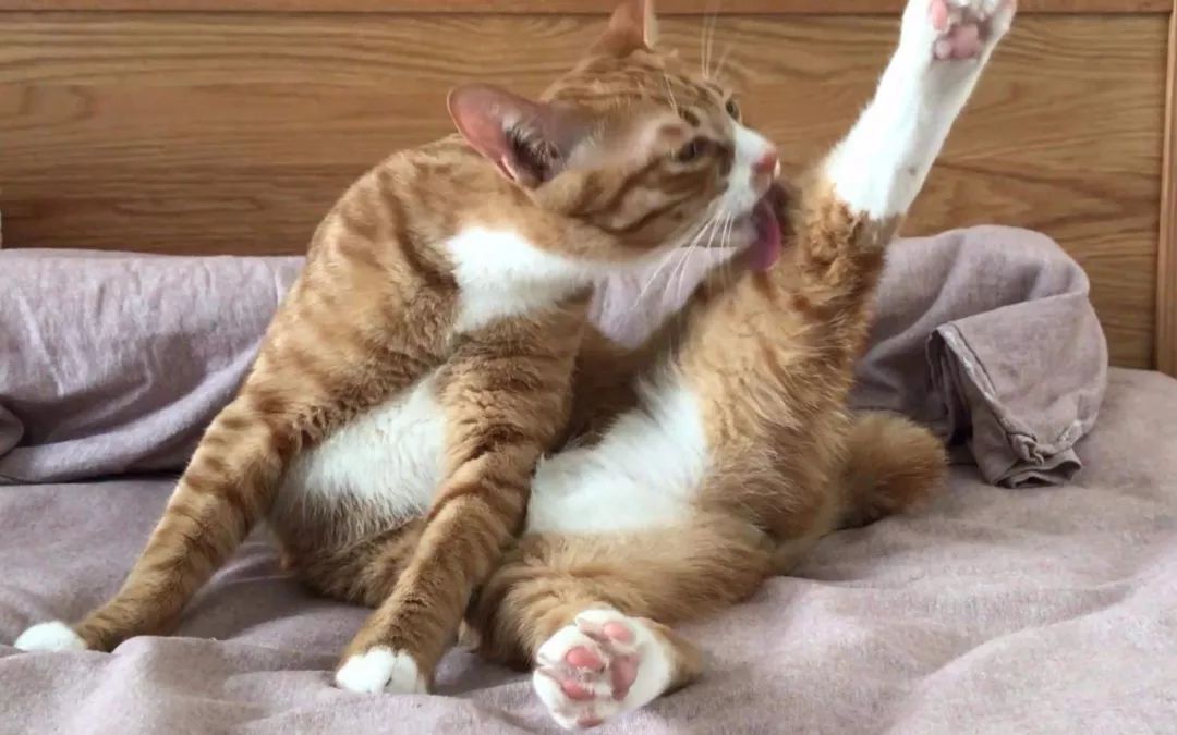 在家冬季给猫咪洗澡要注意什么,北方冬天猫咪洗澡