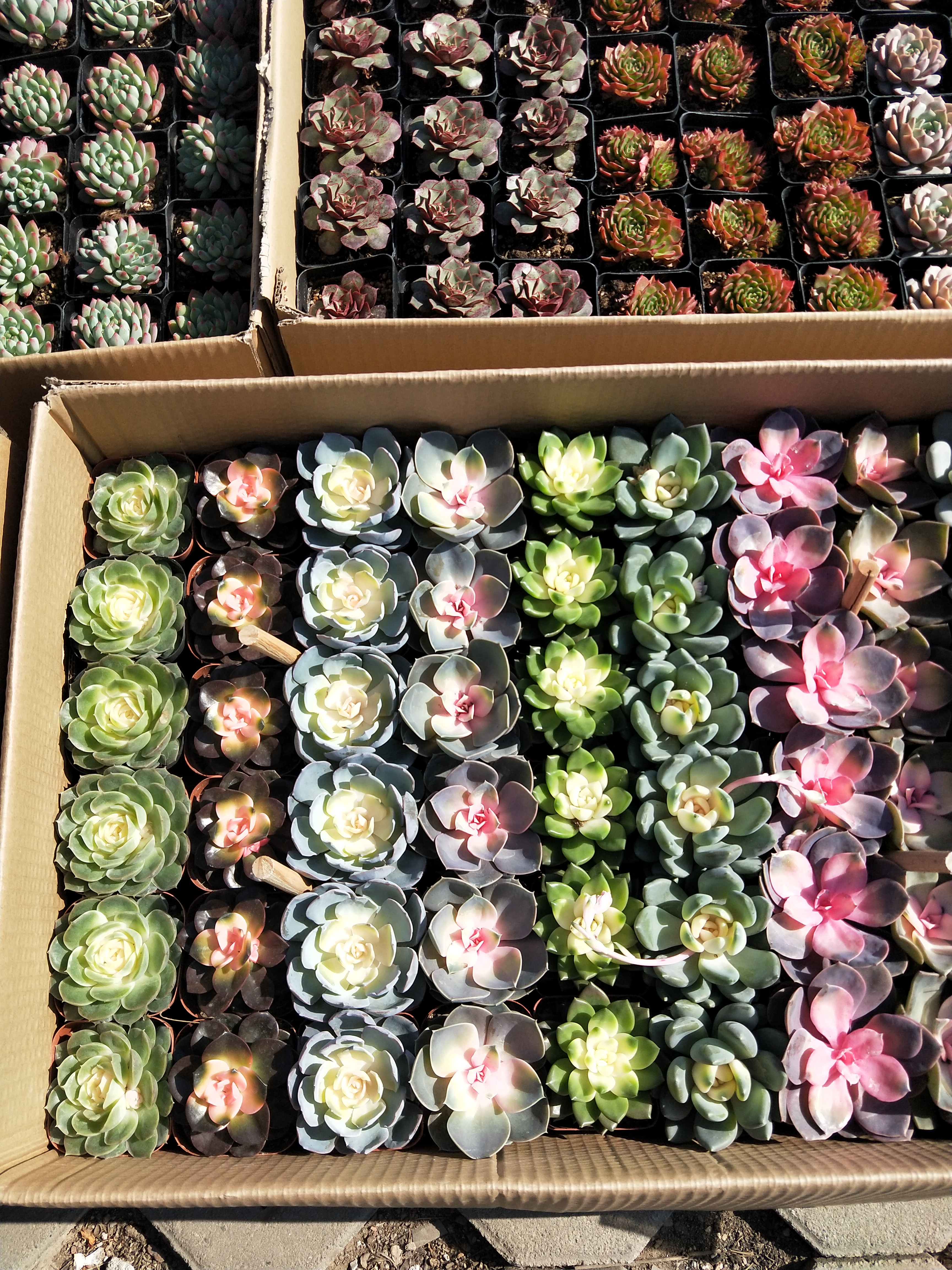 天津哪里有多肉卖,天津市多肉植物基地在哪里