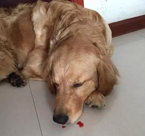 狗狗流鼻血怎么回事,狗狗热气上火怎么办