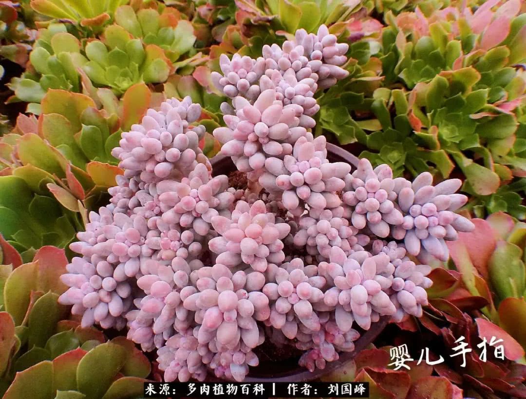 七百元打造的多肉王国，你还缺什么？