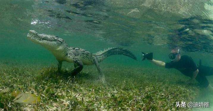 关于鳄鱼的科普知识,关于鳄鱼的科普知识点