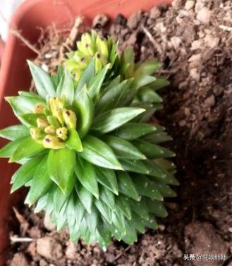 高温百合花消苞怎么办,百合花苞都黄了怎么回事