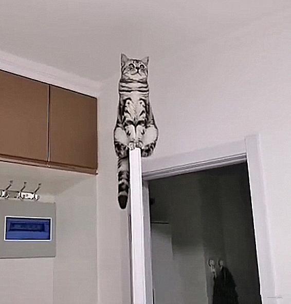 半夜睡下后总觉得空中有团黑影，打开灯后四目相对：有事吗？