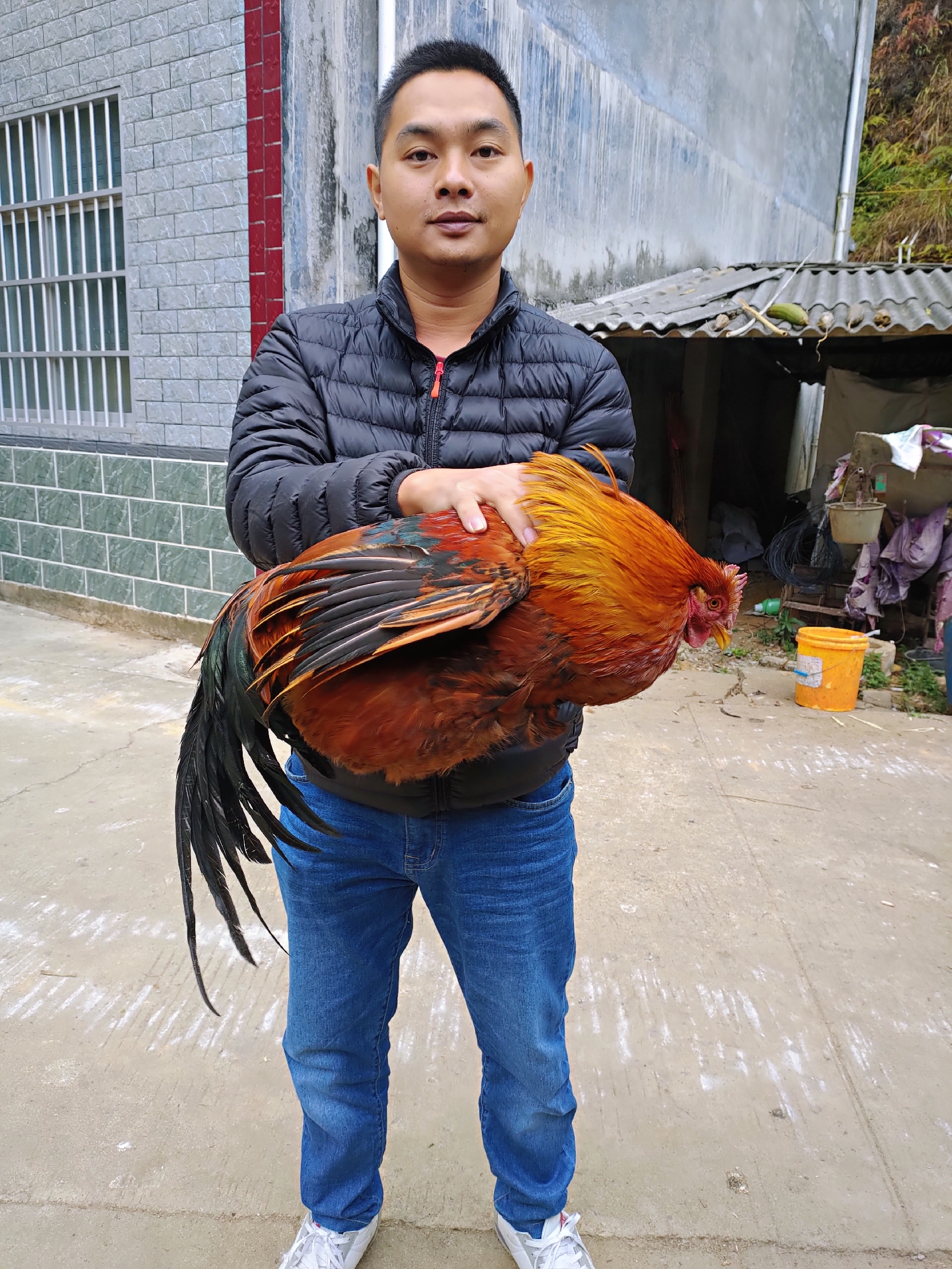 如何辨认老鸡,三年以上正宗老母鸡长什么样