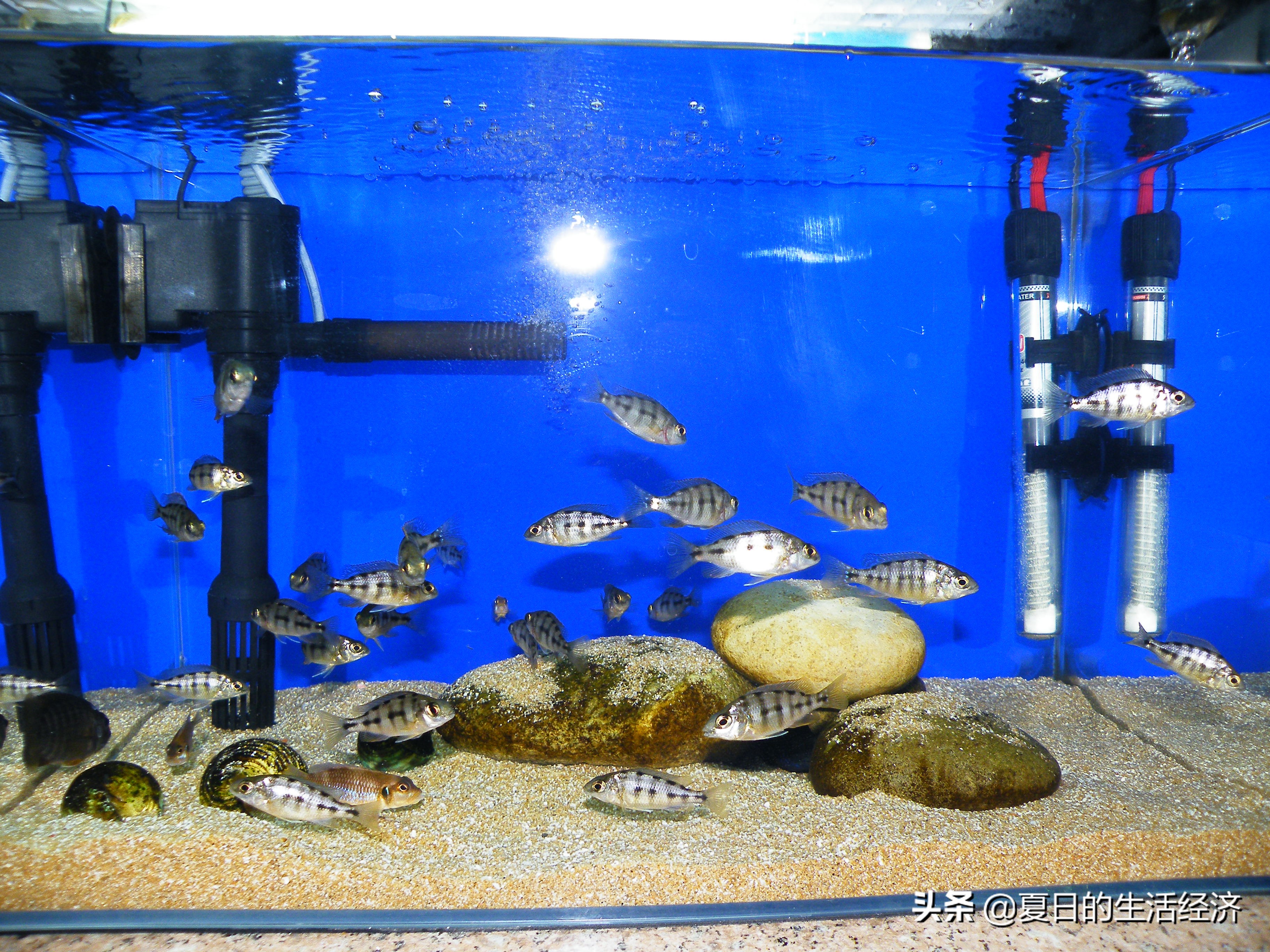 回忆三湖,三湖慈鲷纪念