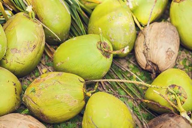 最好喝椰子品种,最适合夏季的椰子