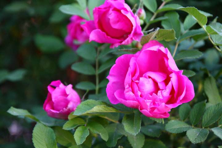 语文仿句专题练习,语文仿句练习高中