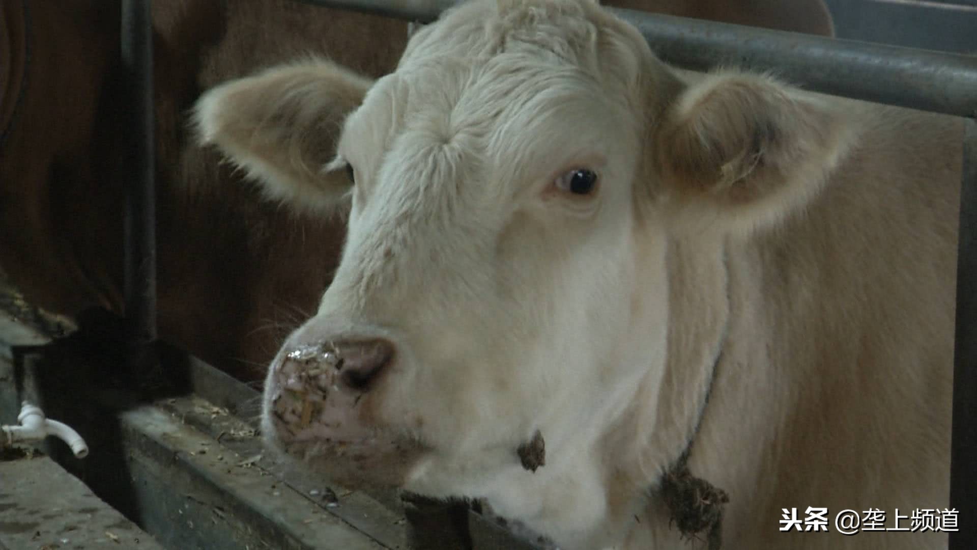 兵哥哥家禽养殖,兵哥哥教你养猪