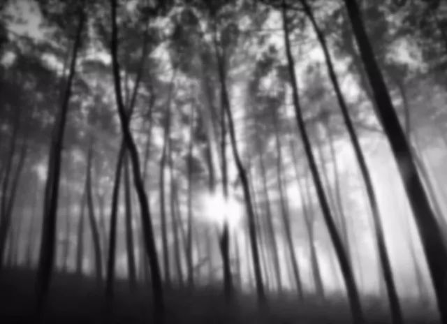 桑兰：磨难，坚韧，向阳而生