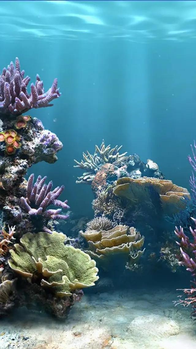 高清海底世界壁纸原生态动态,高清海底世界壁纸4k全屏无水印
