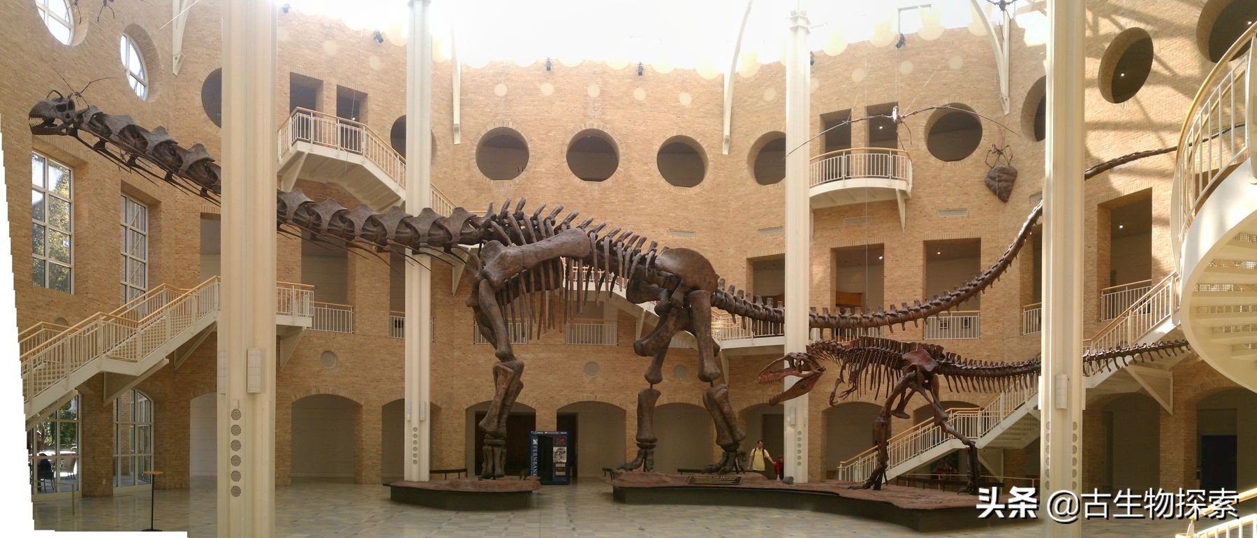 蜥脚类恐龙前十视频,蜥脚类恐龙排名