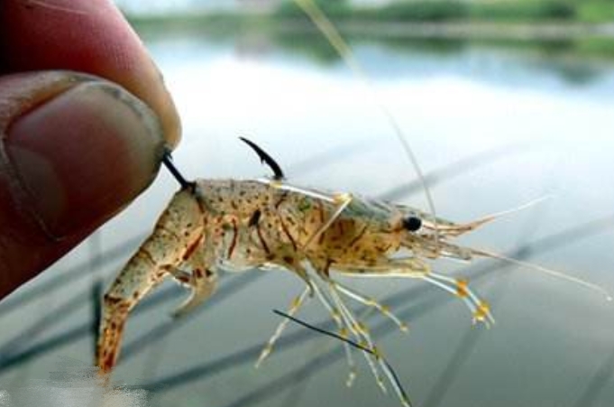 野钓用特效饵,五种逆天钓饵骨灰级钓友一定用过