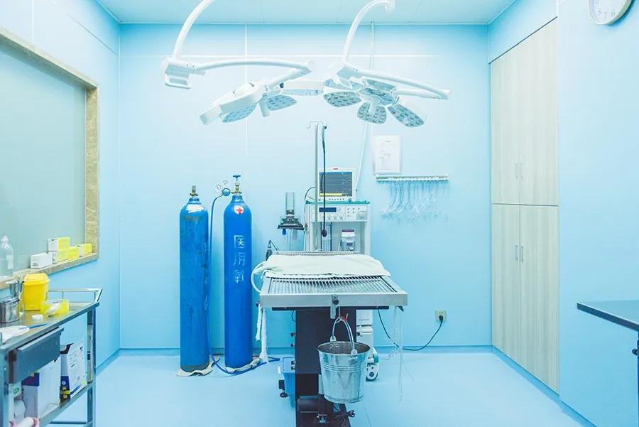 猫狗需要做绝育么,猫狗在家做绝育需准备什么