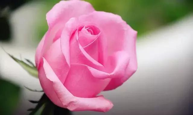 每天学习一点点花卉,100种常见玫瑰品种