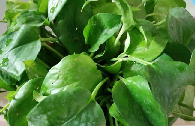 你家绿萝长势如何有没有爬满墙了,水培绿萝的叶子为什么卷曲不舒展