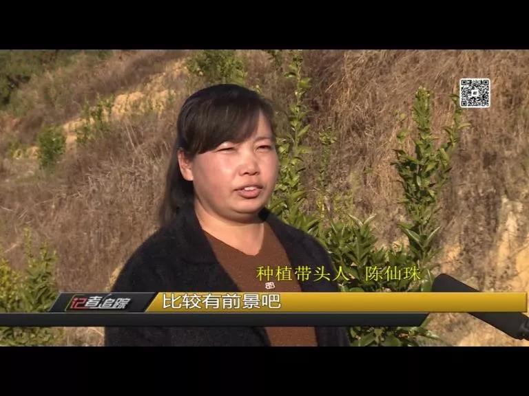 苏坂镇：两年达村级脱贫，驻村书记陈克明把初心写在岭兜的土地上