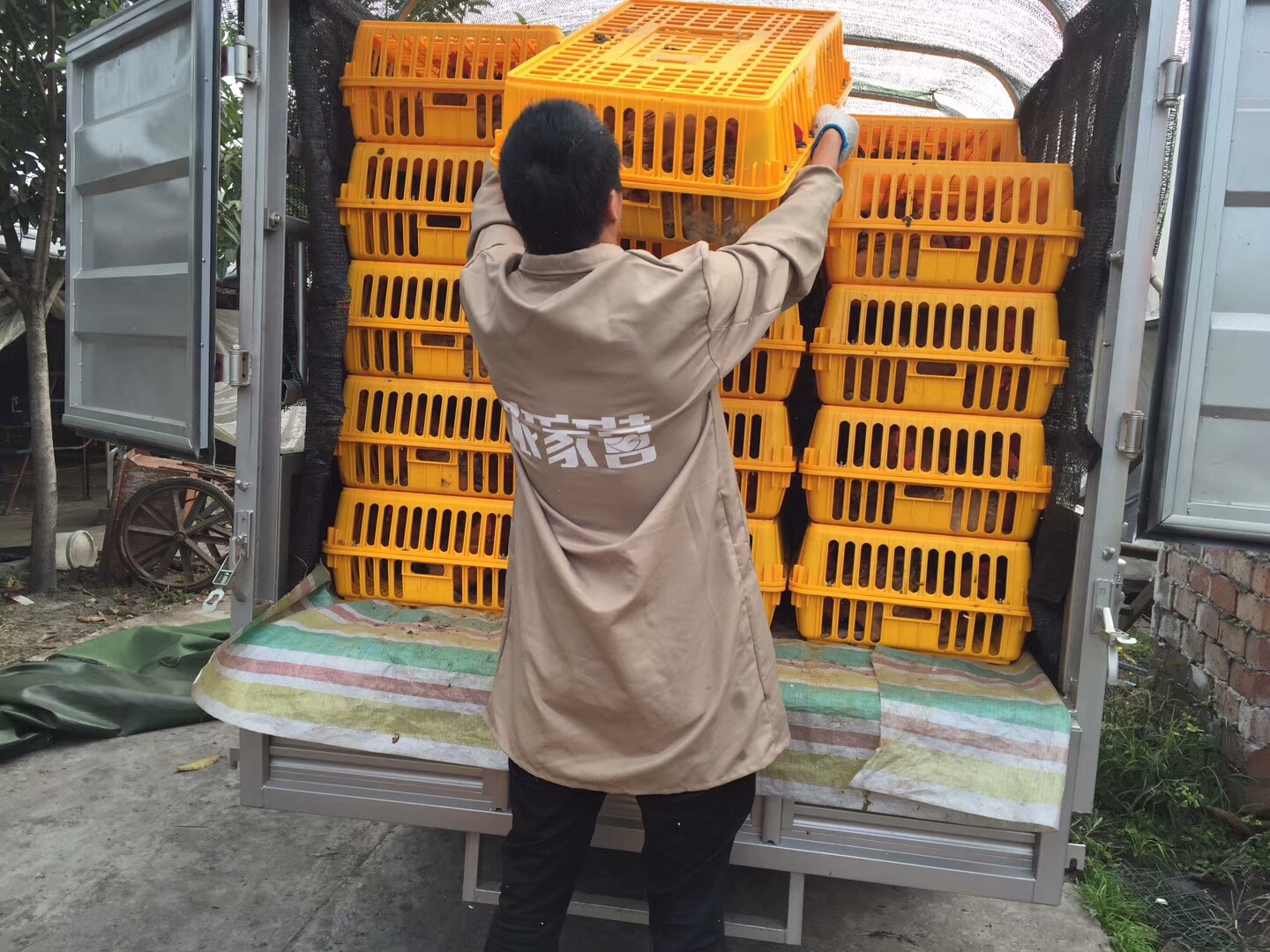 家养的土鸡有什么销售渠道,深圳黑脚土鸡批发销售渠道