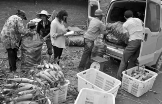 小芈要回农村之城里的菜好贵