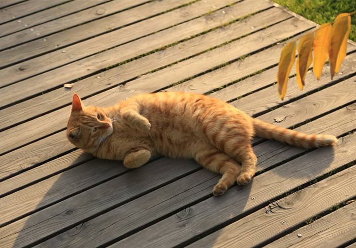 田园猫还有纯血统吗,田园猫真的很高冷吗