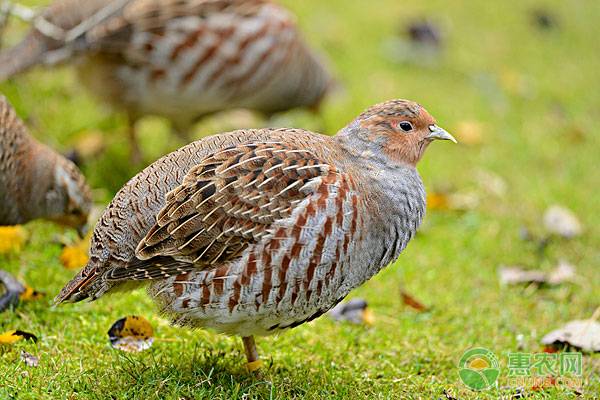 未来农村养殖什么前景好,农村最有前景种养项目