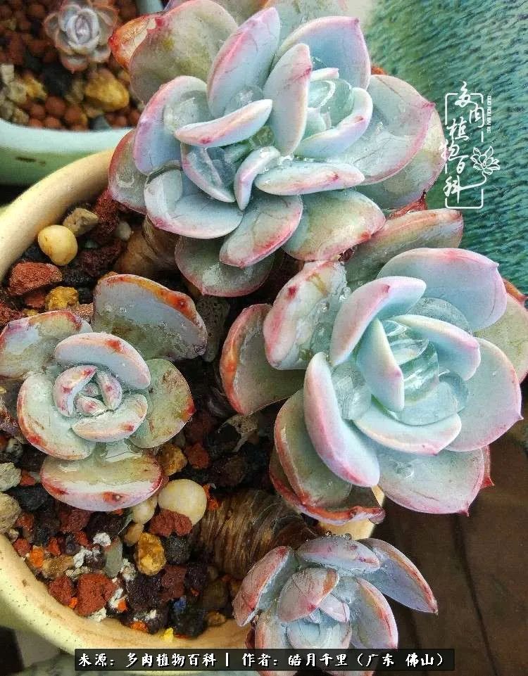 多肉娇气养不活多肉的10个秘密,养多肉是件很治愈的事情