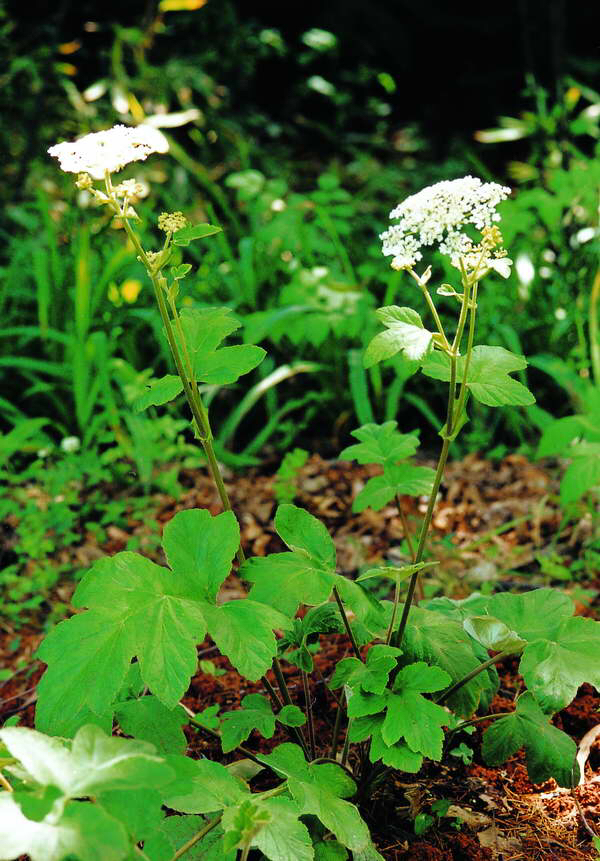 白云花根的功效作用,中草药白云花功效