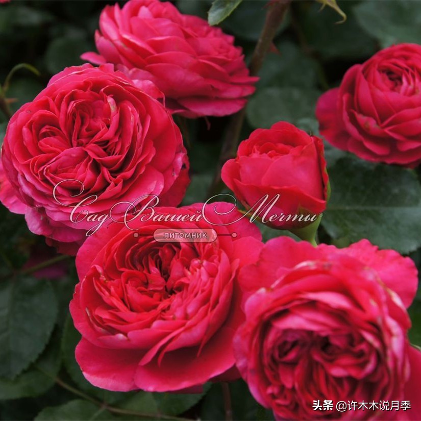 买到假月季苗怎么办,怎样网购月季不受骗