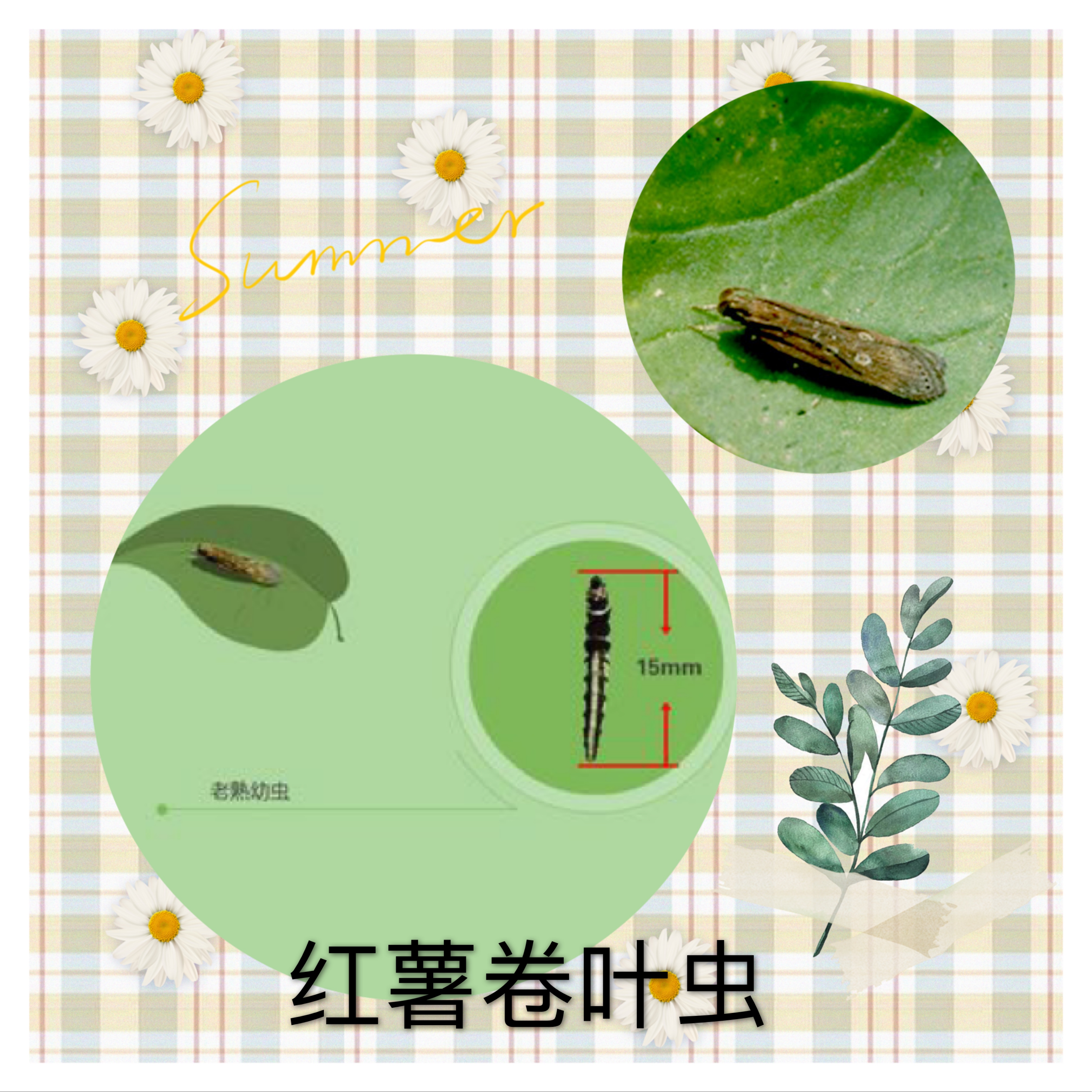 红薯种植有虫怎么预防,5月份种红薯还能不能覆盖地膜