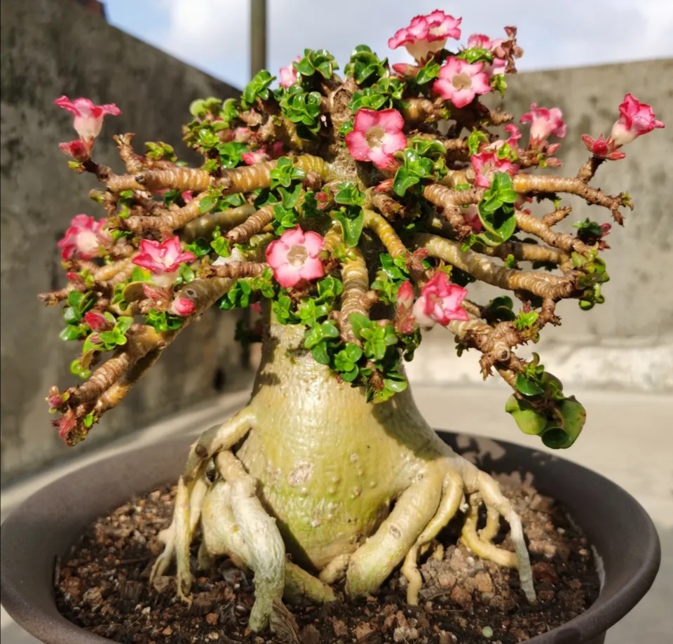 这“38种花”，当你开始收集品种时，你已入坑颇深