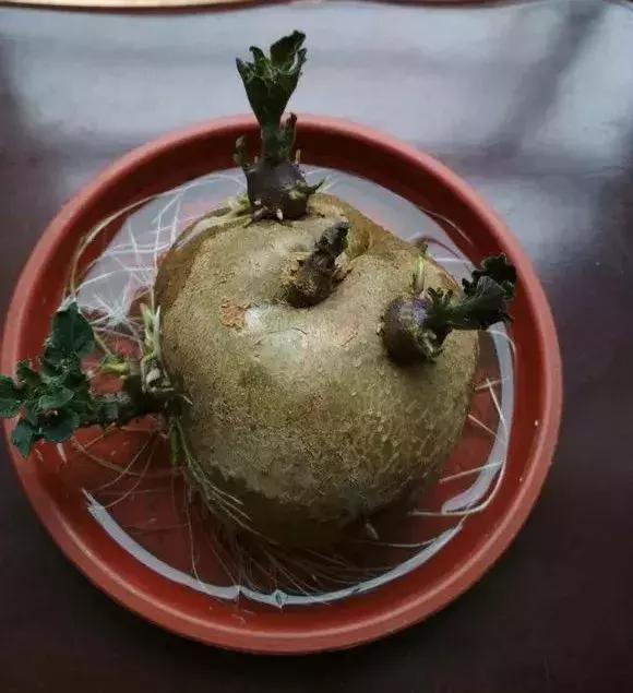 这6种菜根不要丢,哪4种菜根不能丢在家盆栽