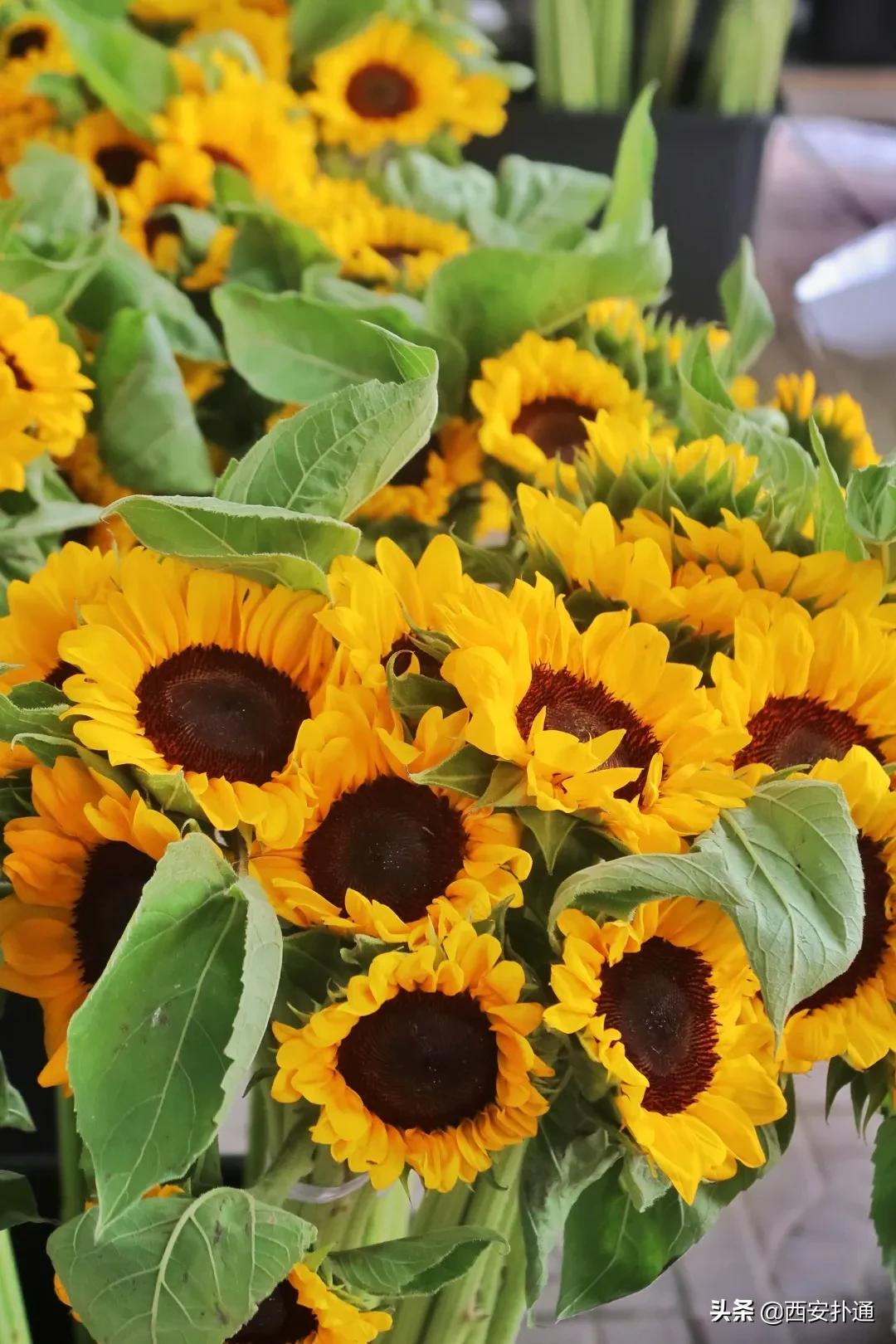 西安花市怎么买花便宜,西安最新花市