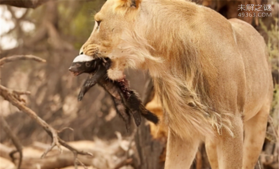 平头哥蜜獾哪个国家让养,为什么蜜獾被称为平头哥