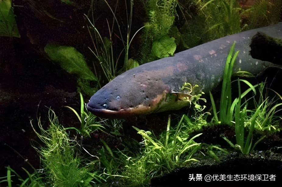 电鳗可以给手机充电吗,用电鳗给手机充电