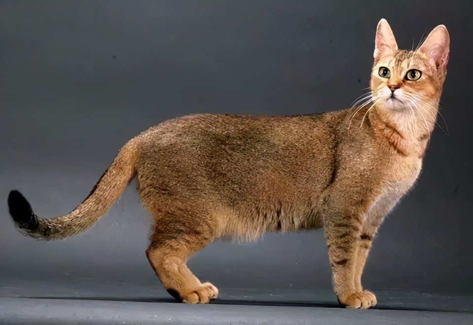 人类对猫的发展史,猫在人类发展历史的地位