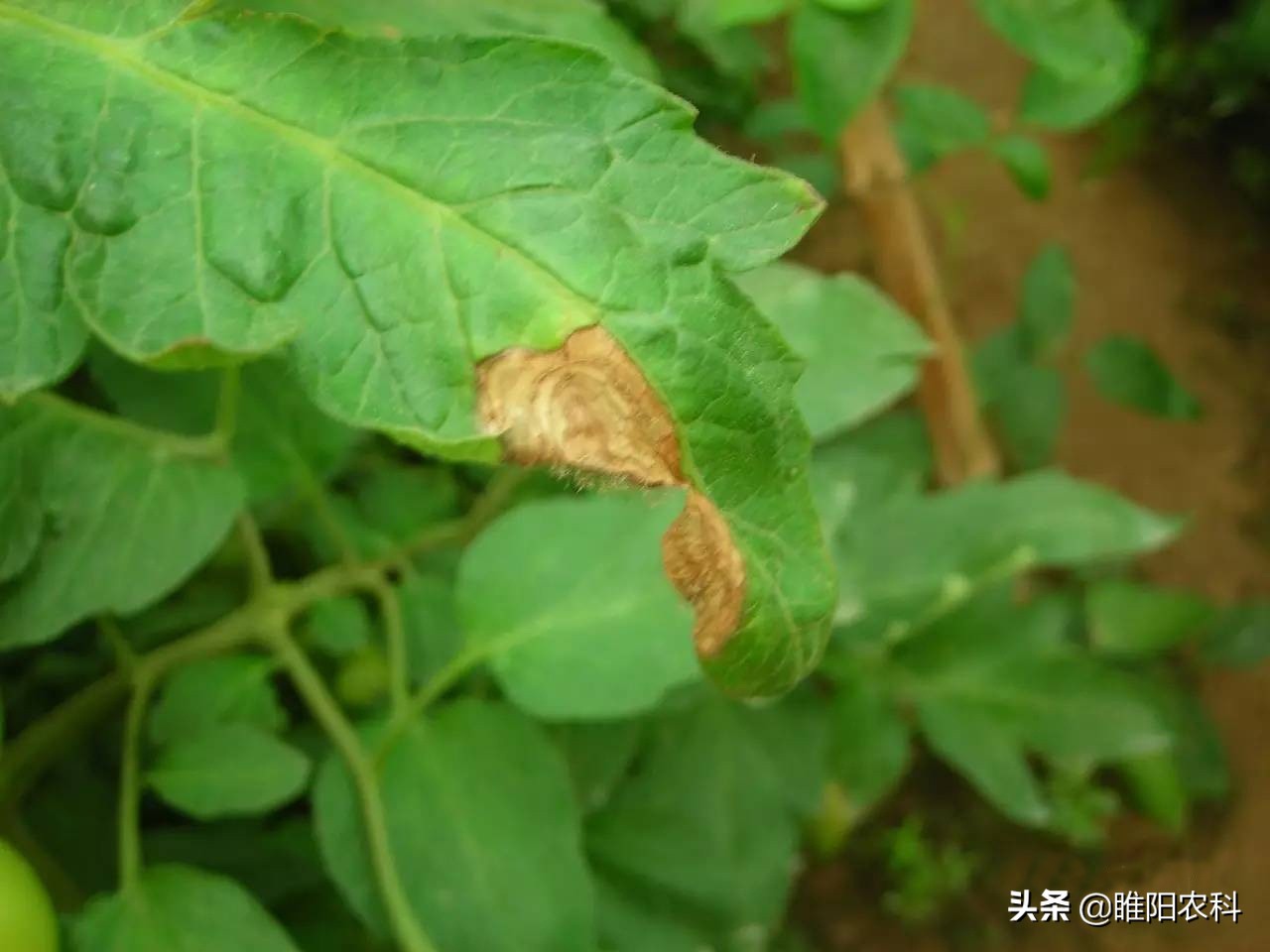 灰霉病怎么治疗彻底根除,灰霉病怎么补救