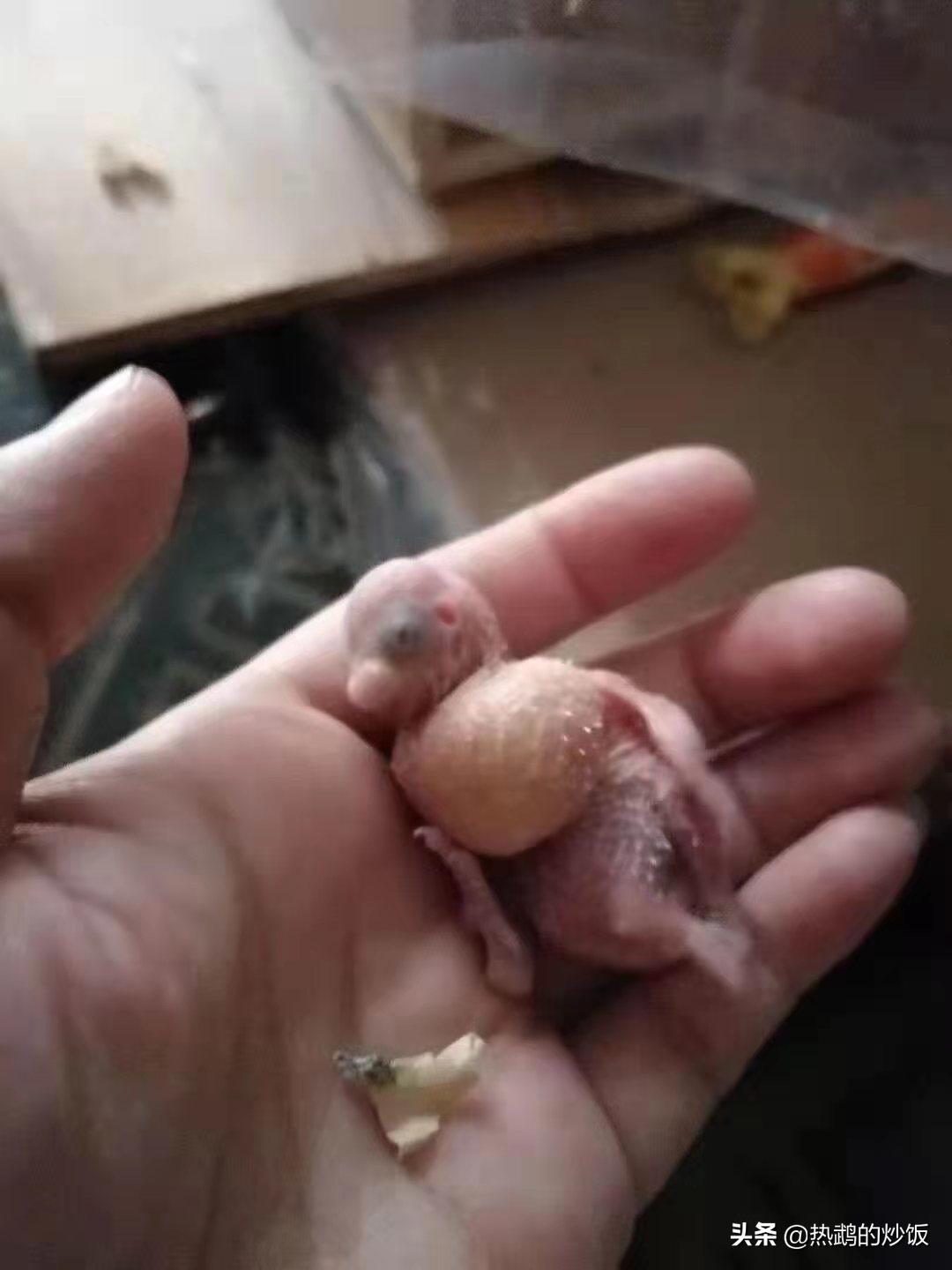 在虎皮鹦鹉繁殖期间需要注意哪些方面和手养虎皮鹦鹉的经验