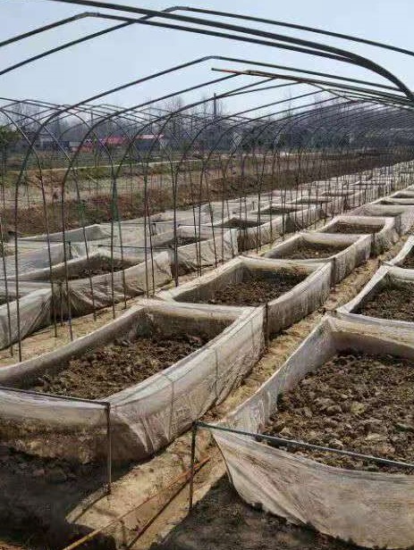 蚂蟥的养殖前景如何,蚂蟥养殖创业