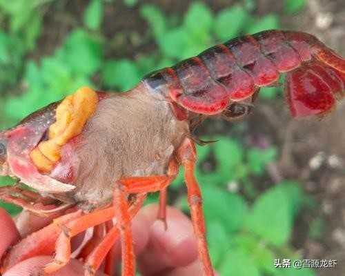 三招解决虾塘问题,虾塘问题及解决方法