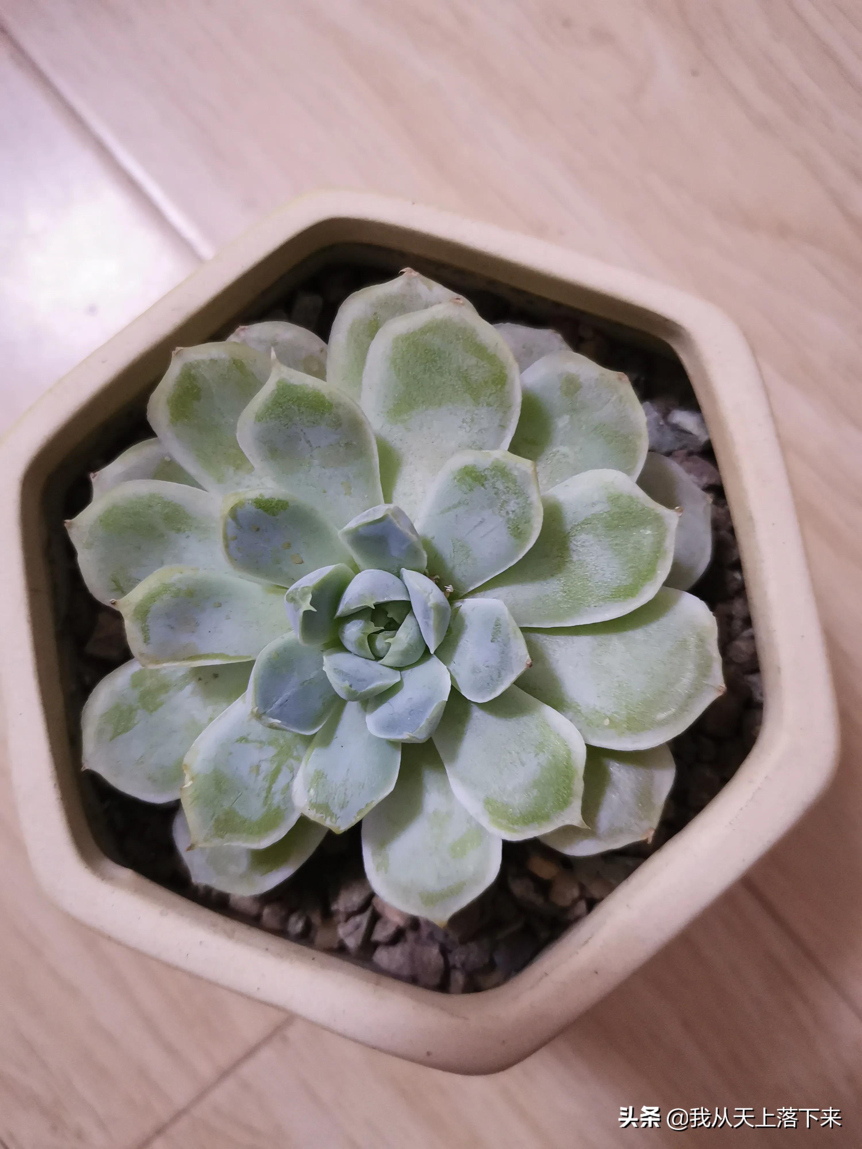 89种常见多肉植物品种图，实物拍摄，还不认识的小伙伴赶紧收藏好